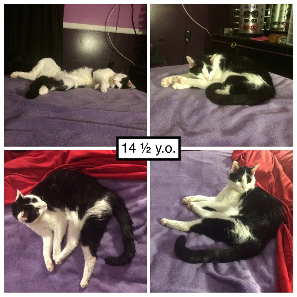 Pandy-Poo, my fur angel: 9/1/2003 - 11/11/2019😢😭 - Picture 2 of 8